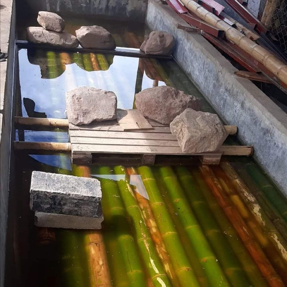 Curado del bambú